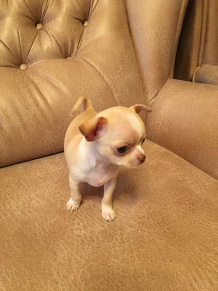 Продаются щенки Чихуахуа в Симферополе фото 6