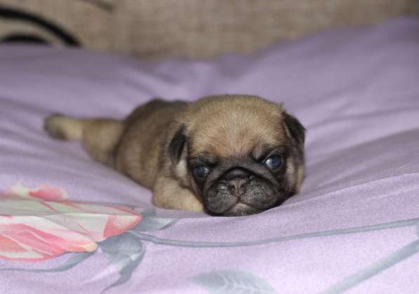 Щенки Мопса в Новосибирске фото 21