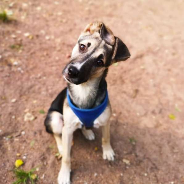 Щенок метис овчарки в Москве