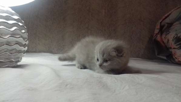 Котята в Челябинске фото 8