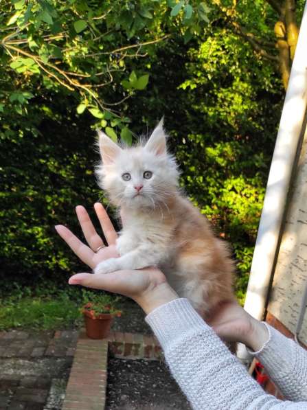Meincoon мейн кун котята в фото 28