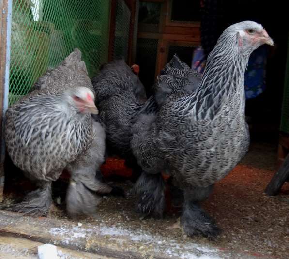 Продаю цыплят элитных пород в Иркутске фото 3