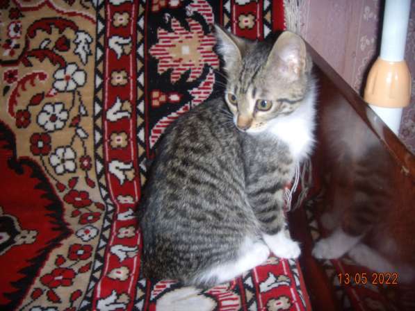 Котята в Севастополе фото 11