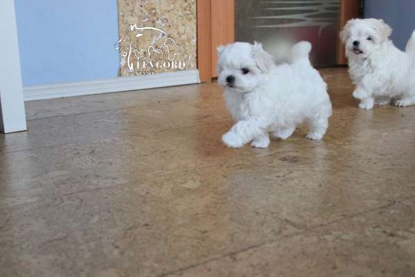 Мальтезе красивые щенки в Омске