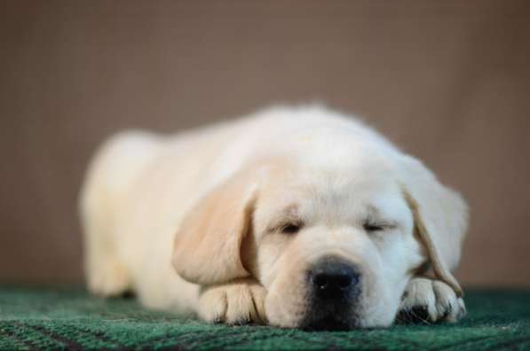 Щенки лабрадора ретривера в фото 11