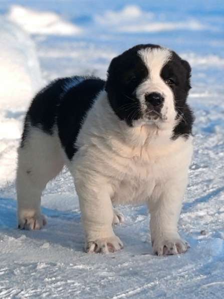 Среднеазиатская овчарка, щенки в Санкт-Петербурге фото 6