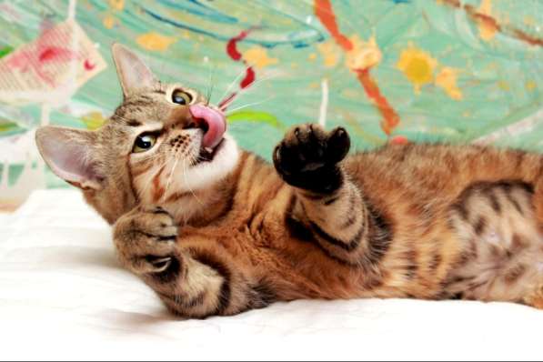 Кошка в добрые руки. Юная Алиса в Москве фото 5