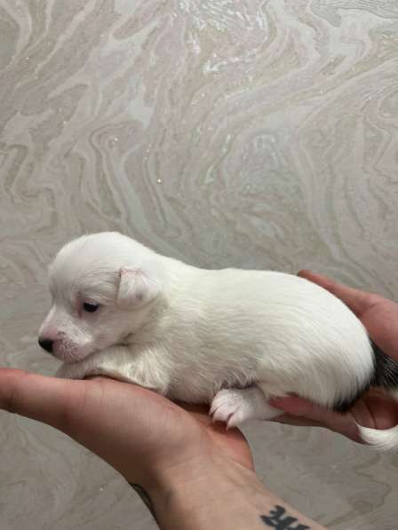 Щенки Джек Рассел терьер в Москве фото 7