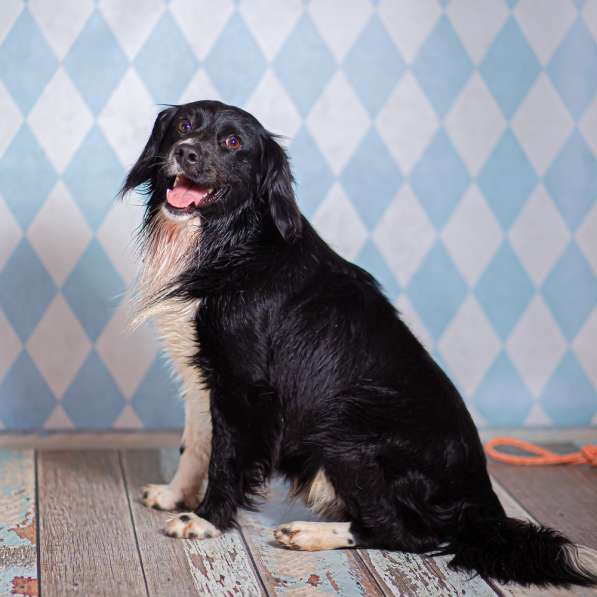 Черный спаниель Таис в добрые руки в Москве