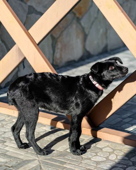 Молли — классическая чёрная собака-метис ищет дом в Москве