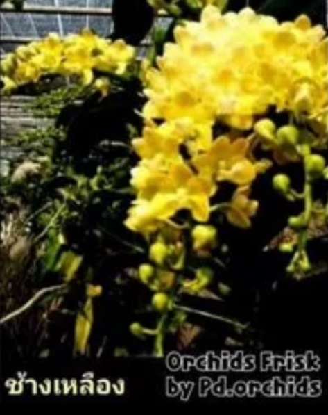 Орхидея Ванда в Челябинске фото 12