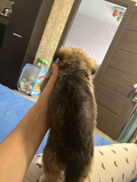 Щенки в Воронеже