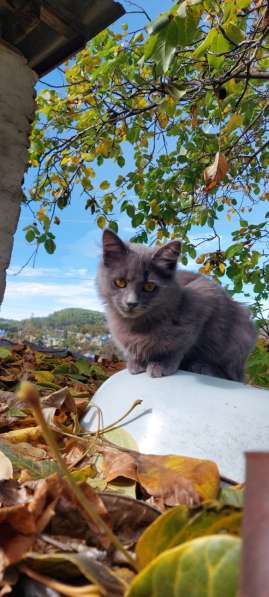 Красивая пушистая кошечка-подросток