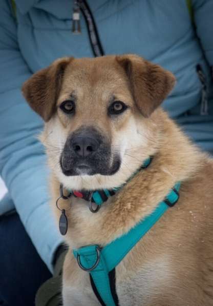 Чудесная Барабулька ищет дом и любящую семью!