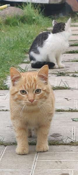 Кексик в Санкт-Петербурге