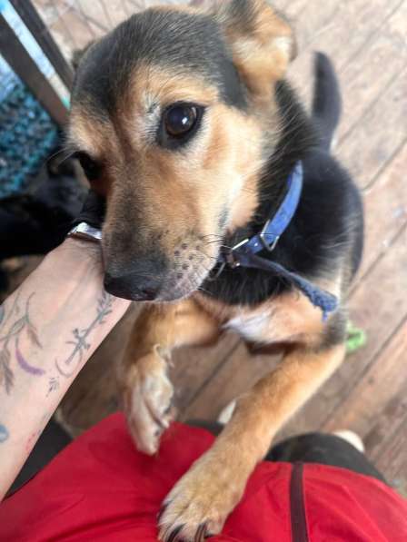 Красивая собачка размером с таксу в Санкт-Петербурге