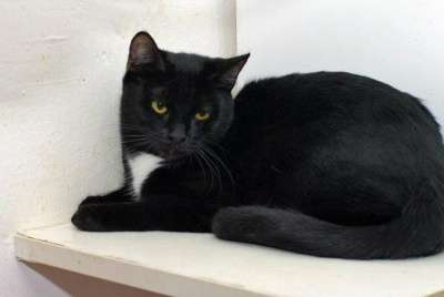 Отдам даром Черная ночка - Марта в Санкт-Петербурге