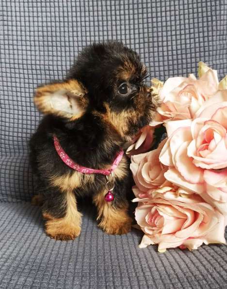 Девочка Shorkie в Москве фото 3