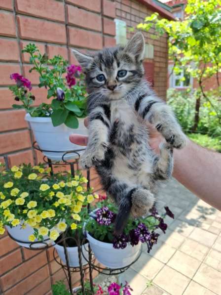 Котята даром в добрый руки в Москве фото 5