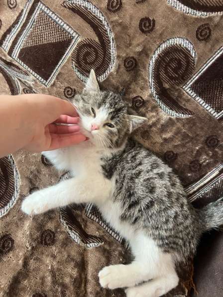 Отдаём в хорошие руки☺️ в Георгиевске