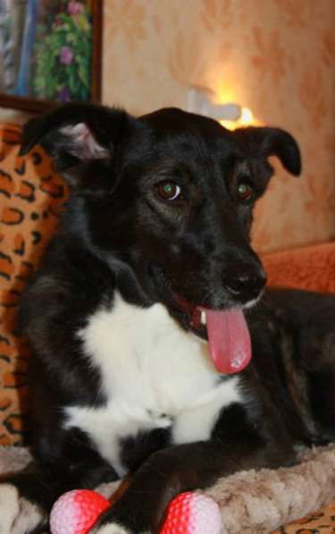 Отдам даром Моника - робкая, застенчивая собака в Санкт-Петербурге фото 4