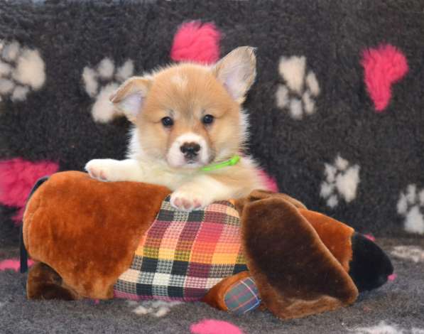 Щенки вельш корги пемброк в Санкт-Петербурге фото 11