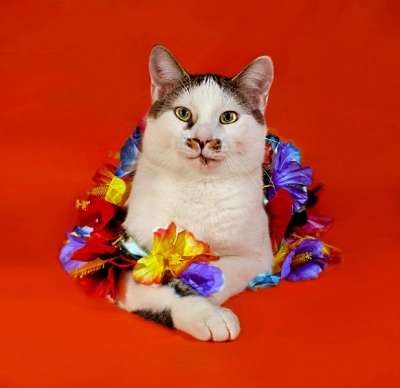 домашний клоун Яха в Санкт-Петербурге фото 8