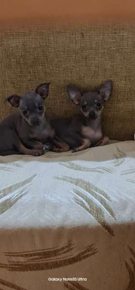 Дети той терьера