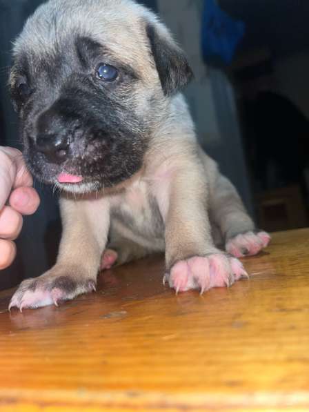 Собачки в Сыктывкаре