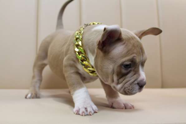 Шикарные щенки Американ Булли покет в фото 5