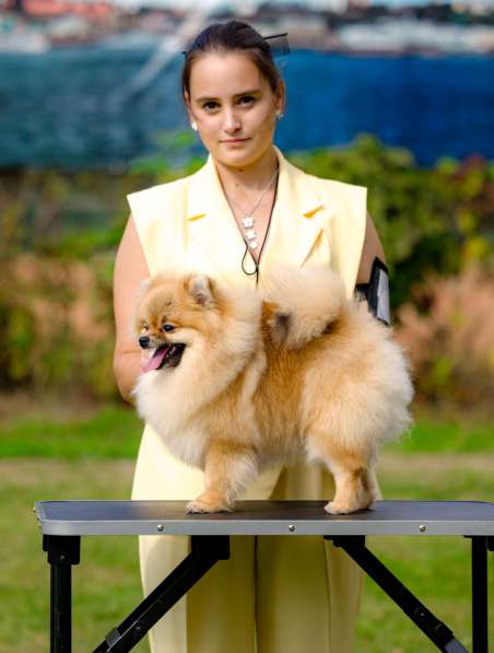 Pomeranian pappy
