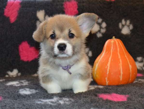 Щенки вельш корги пемброк в Санкт-Петербурге фото 3