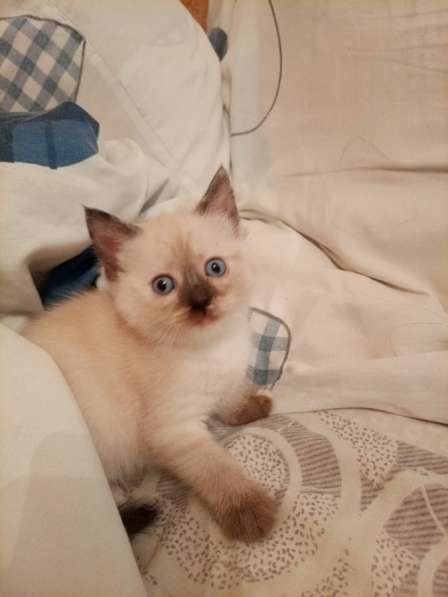 Отдам в добрые руки котят в Ногинске фото 3