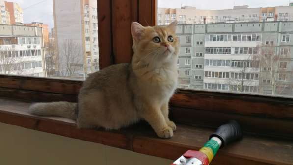 Шотландская золотая шиншилла