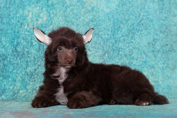 Китайская хохлатая мальчик в Москве фото 15