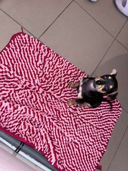 Мини той терьер