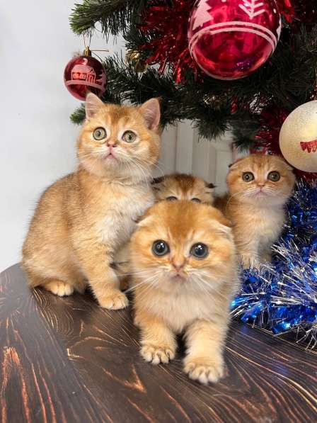 Британские котята купить в Краснодаре фото 4