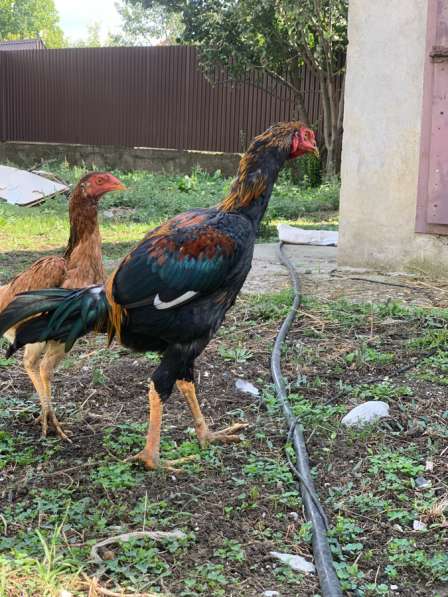 Бойцовая птица