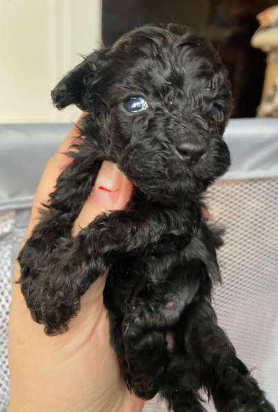 Девочка той пуделя в Костроме фото 3