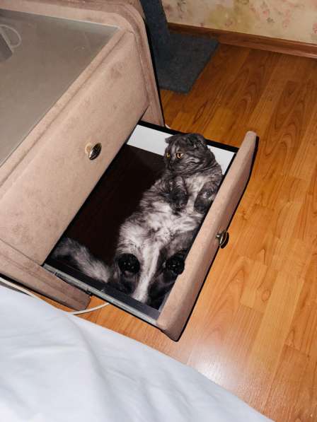 Шатландская вислоухая кошка