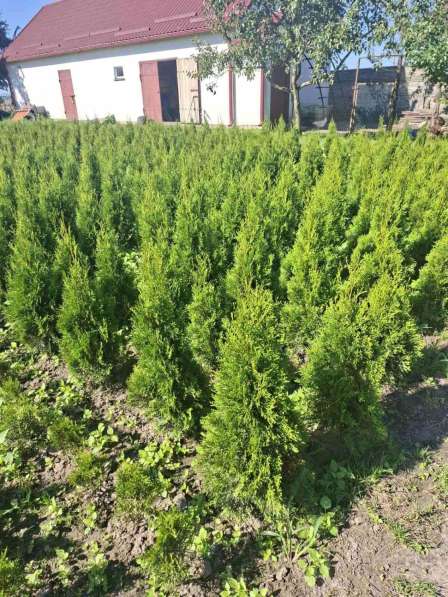 Туи смарагд