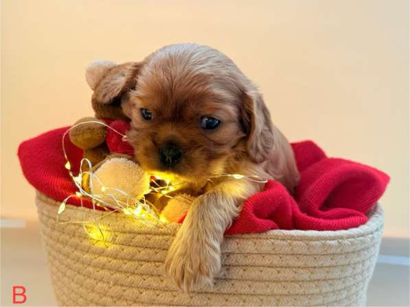 Щенки кавалер Кинг Чарльз спаниель в Москве фото 3