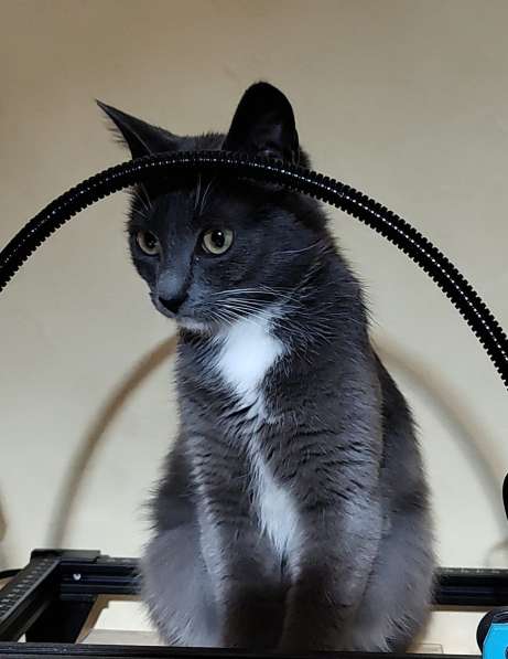 Ласковая Эльфи