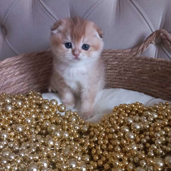 Шотландские котята золотая шиншилла