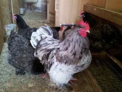 инкубационное яйцо кур в Санкт-Петербурге