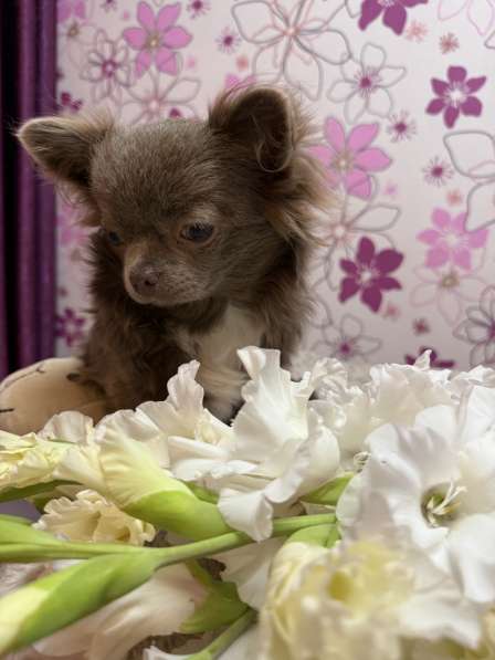 Щенок Чихуахуа в Москве фото 3