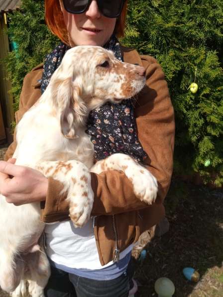 Английский сеттер щенки из элитного питомника в Москве фото 44