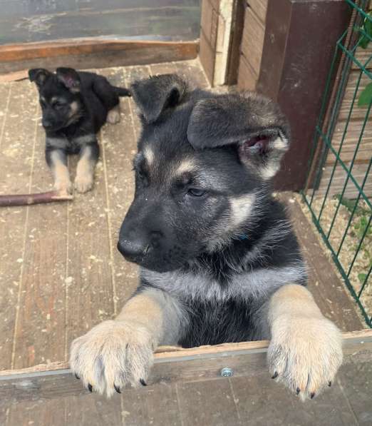 Щенки ВЕО с документами в Санкт-Петербурге фото 28