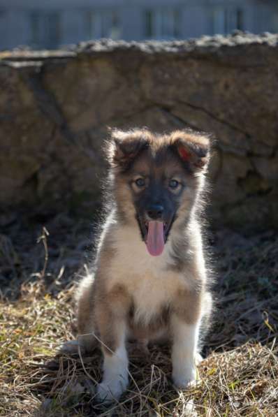 Щенок в добрые руки Алик в Санкт-Петербурге фото 8