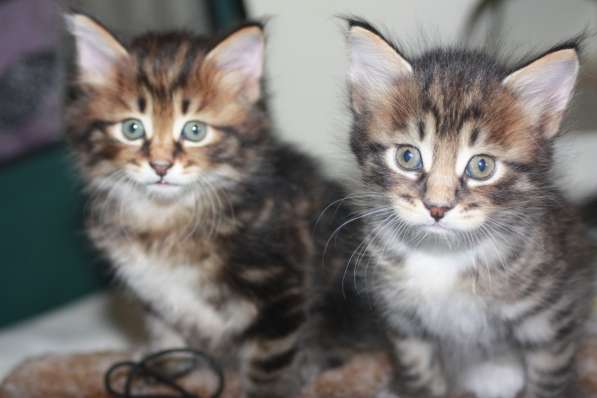 Курильский бобтейл - котята золотого окраса в Краснодаре фото 29